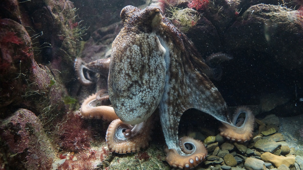 章鱼东河惊魂，海洋生物的无声警告